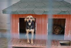 Yangında kurtarılan köpekler yuva bekliyor