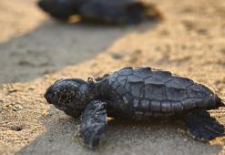 Belek'te 100 bin caretta yavrusu denize ulaştı