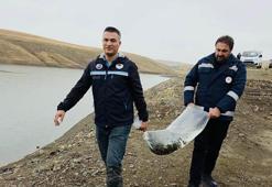 Van'da göletlere 700 bin sazan yavrusu bırakıldı