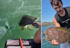 Milas'ta pet şişe bağlanmış caretta carettayı denize açılıp kurtardılar