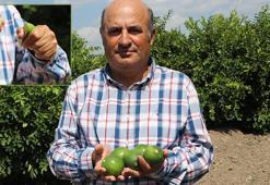 Adana'da yeni sezon limona 'yatak limon' engeli