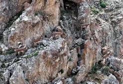Yaban keçileri Keşiş Dağları'nda sürü halinde görüntülendi