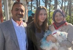 Tokat'ta kediler güzellik yarışmasında podyuma çıktı