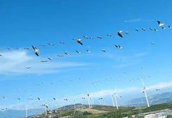 Hatay'da ak pelikanların geçişi seyirlik manzara oluşturdu