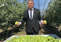 Isparta'da elma hasadı başladı; rekolte beklentisi 1 milyon 250 bin ton
