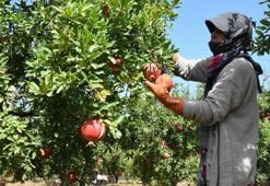 Hicaz narında hasat dönemi başladı