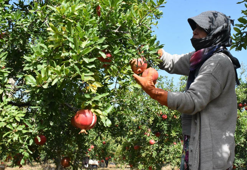 Hicaz narında hasat dönemi başladı