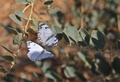 Dicle Vadisi'nde beyaz öncü kelebeklerin 'yumurta' telaşı