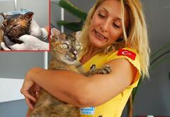 Orman yangınında vücudunun yüzde 40'ı yanan kedi 'Luna', yaşam savaşını kazandı
