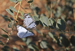 Dicle Vadisi'nde beyaz öncü kelebeklerin 'yumurta' telaşı