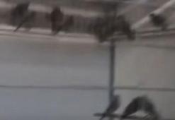 Ankara’da saka kuşu üretip satan kişiye 1.4 milyon lira ceza