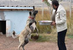 Kangal köpeklerini kışa ‘yüksek protein’ ile hazırlıyorlar