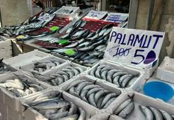 İnebolu’da palamudun tanesi 40 liraya kadar düştü