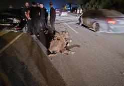 Otomobillerin çarptığı 3 angus öldü