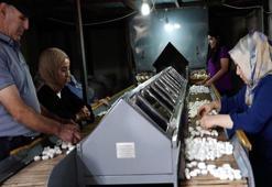 Diyarbakır’da ipek böcekçiliği, bin çiftçiye geçim kaynağı oluyor