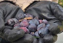 Hatay’da aromasıyla ünlü halhalı zeytininde hasat zamanı