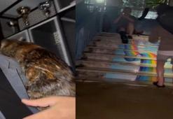 Arnavutköy’de su basan dairedeki kedileri muhtar kurtardı