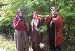 Kayseri'de 'kırmızı altın' gilaburunun hasadı başladı
