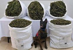 İzmir'de 54 kilo 800 gram kubar esrar ele geçirildi: 3 tutuklama