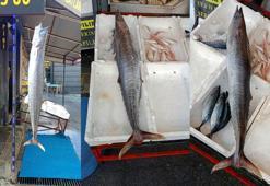 Mersin'de balıkçılar 12 kiloluk ceylan balığı yakaladı