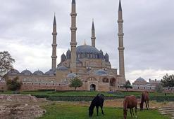 Selimiye Camisi meydanında başıboş 3 at otlarken görüldü