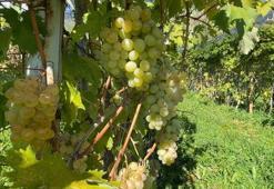 Aromasıyla meşhur 'Peterek' üzümünde hasat zamanı