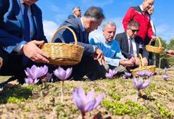 Safranbolu’da safran hasadı sürüyor; kilosu 800 bin TL