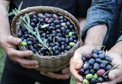 Artvin’in ödüllü ‘Butko’ zeytininde hasat başladı