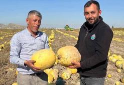 Nevşehir'de tescilli çerezlik çekirdek elde edilen kabakta hasat zamanı