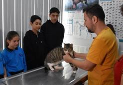 Ortaokul öğrencileri, yaralı kedi 'Kurabiye'nin tedavisi için harçlıklarını biriktirdi