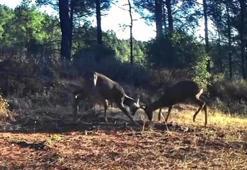 Karacaların boynuz boynuza kavgası fotokapanda