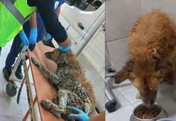 İzmir’de çamur depolama alanından kurtarılan köpeğe Şanslı adı verildi