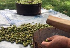 Mardin’in tescilli Derik zeytininde hasat başladı
