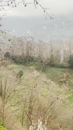 Rizede gökyüzünde süzülen şahin sürüsü kamerada