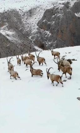 Karlı Aladağlarda gezen dağ keçileri dron kamerasında
