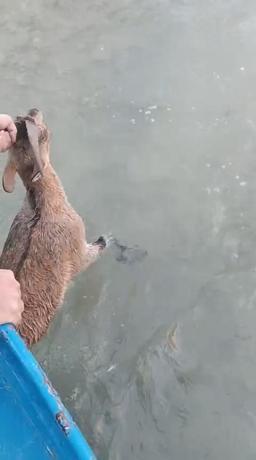 Baraj gölüne düşen dağ keçisini balıkçılar kurtardı; o anlar kamerada