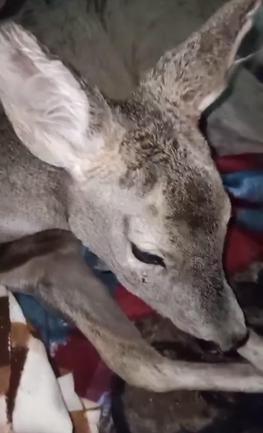 Yaralı bulduğu karacayı evine götürdü