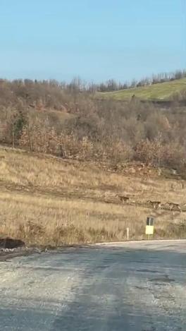 Bursada geyik sürüsü yola indi, sürücüler şaşırdı