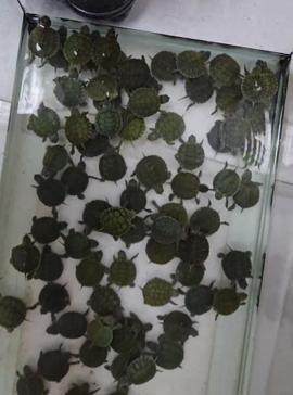 Denizlideki petshop denetimlerinde 14 papağan ile 150 su kaplumbağasına el konuldu