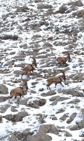 Karlı Aladağlarda gezen dağ keçileri dron kamerasında