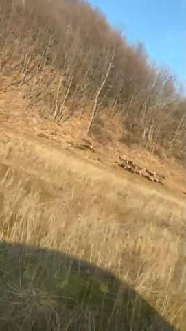 Bursada geyik sürüsü yola indi, sürücüler şaşırdı