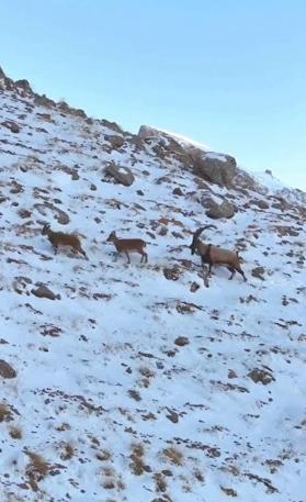 Karlı Aladağlarda gezen dağ keçileri dron kamerasında