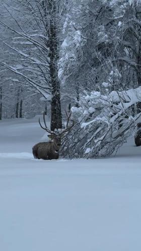 Karla kaplı Kuzuyayla Tabiat Parkında kızılgeyik kamerada