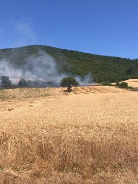 Bursa’da anız yangını ormana sıçradı