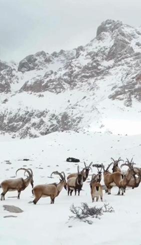 Karlı Aladağlarda gezen dağ keçileri dron kamerasında