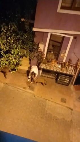 Beyoğlunda köpek kedilere saldırdı; sahibi gözaltına alındı