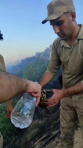 Yangından etkilenen kaplumbağa, ekipler tarafından kurtarıldı