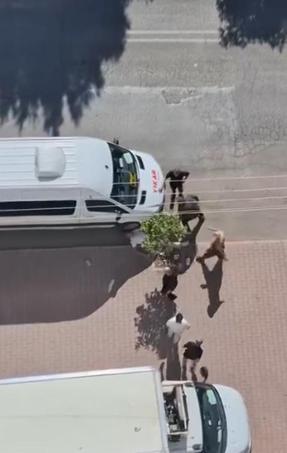 Sokakta bıçaklandı, kaçan saldırganı taşla kovaladı