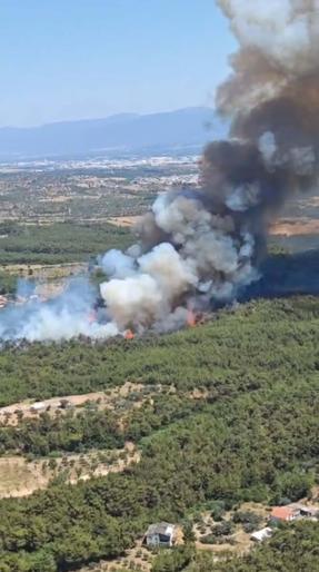 İzmir Bornovadaki orman yangını kontrol altında
