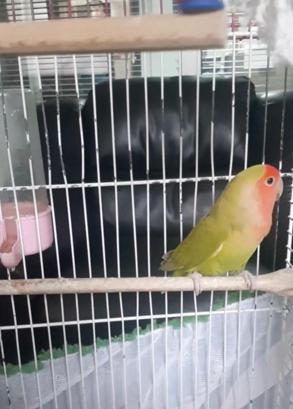 Denizlideki petshop denetimlerinde 14 papağan ile 150 su kaplumbağasına el konuldu